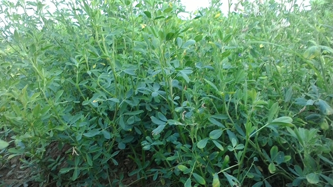 [HCM]Hạt Giống Cỏ Đậu ALFALFA - Gói 100gr