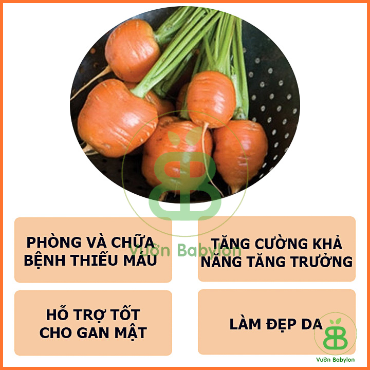 Hạt Giống Cà Rốt Củ Tròn 2Gr Nhiều Dinh Dưỡng