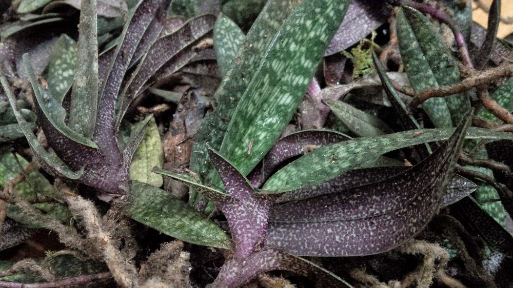 COM BO 5 CÂY HÀI MỐC HỒNG RỪNG TÂY BẮC, HOA NỞ DỊP TẾT