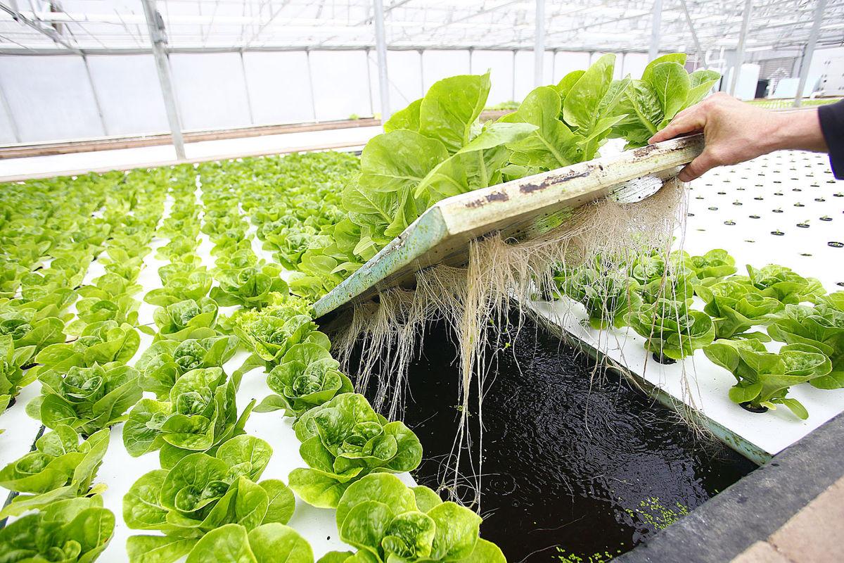 Dung dịch thủy canh Hydroponic 100ml