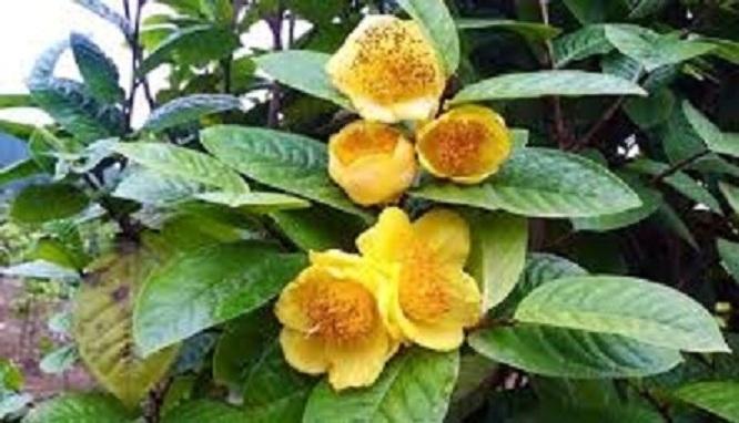[Học Viện Nông Nghiệp I] combo 4 cây trà hoa vàng ba chẽ quảng ninh
