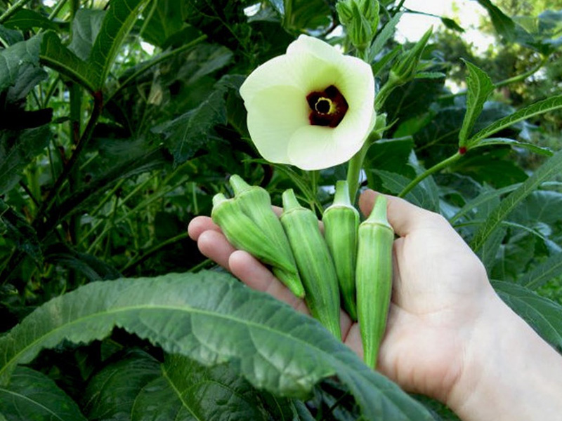 Hạt Giống Đậu Bắp Xanh
