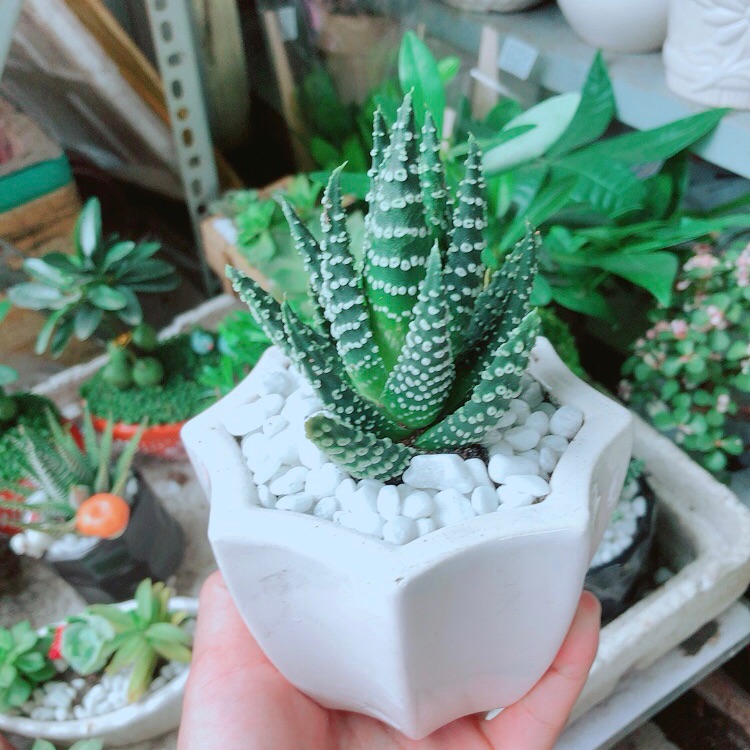 Chậu Xương Rồng