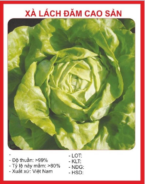 Hạt Giống Xà lách đăm xanh - gói 2gram