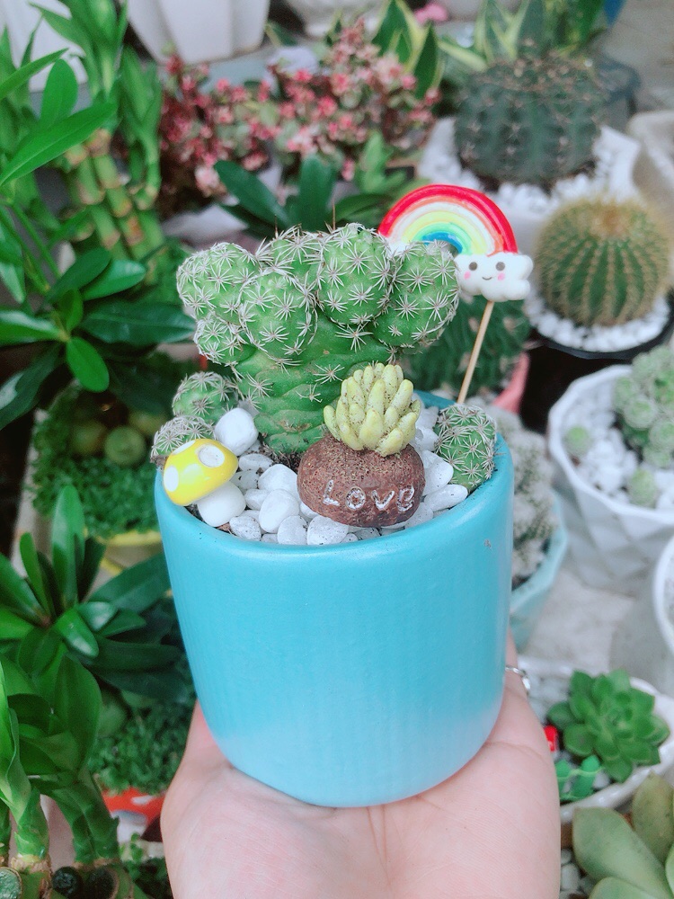 Chậu Xương Rồng Trứng Chim