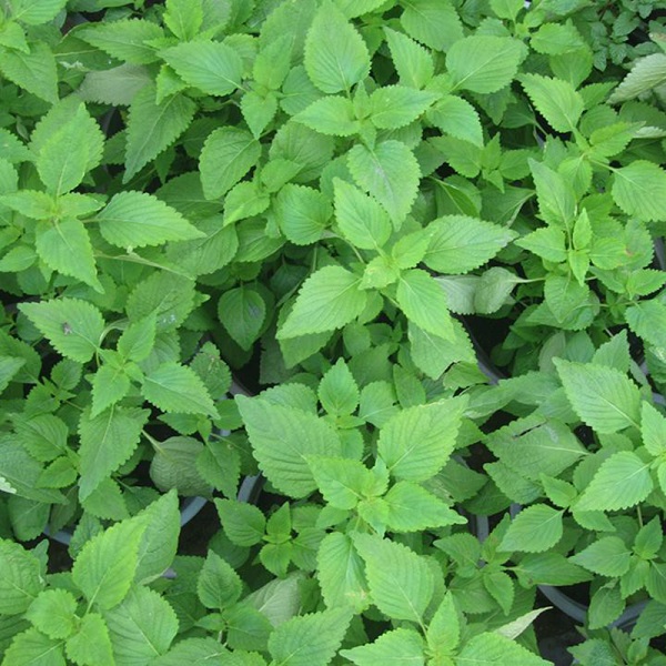 Hạt giống Rau kinh giới giống khỏe lá thơm VTP33 | Vạn Tín Store