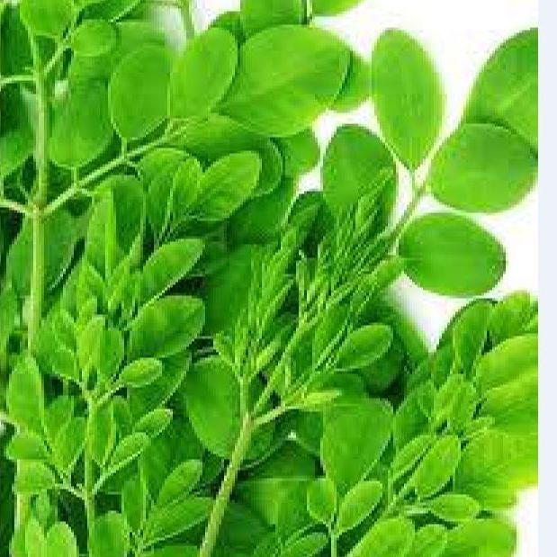 Hạt giống cây chùm ngây -gói 20 hạt(