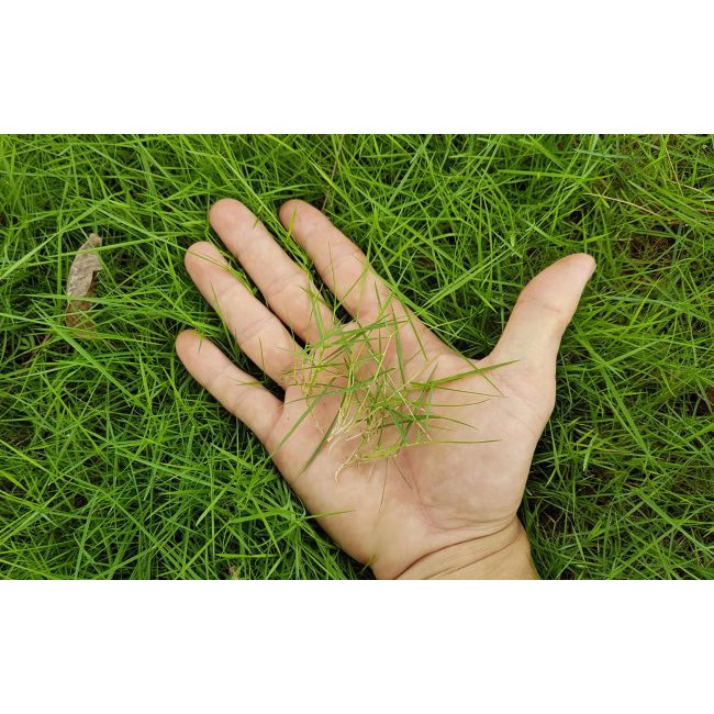 MJ10C GÓI 100 HẠT GIỐNG CỎ NHUNG NHẬT
