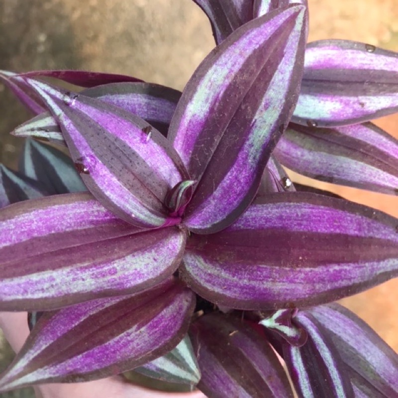 Cây Thài Lài tím (Cây Hồng Trai)