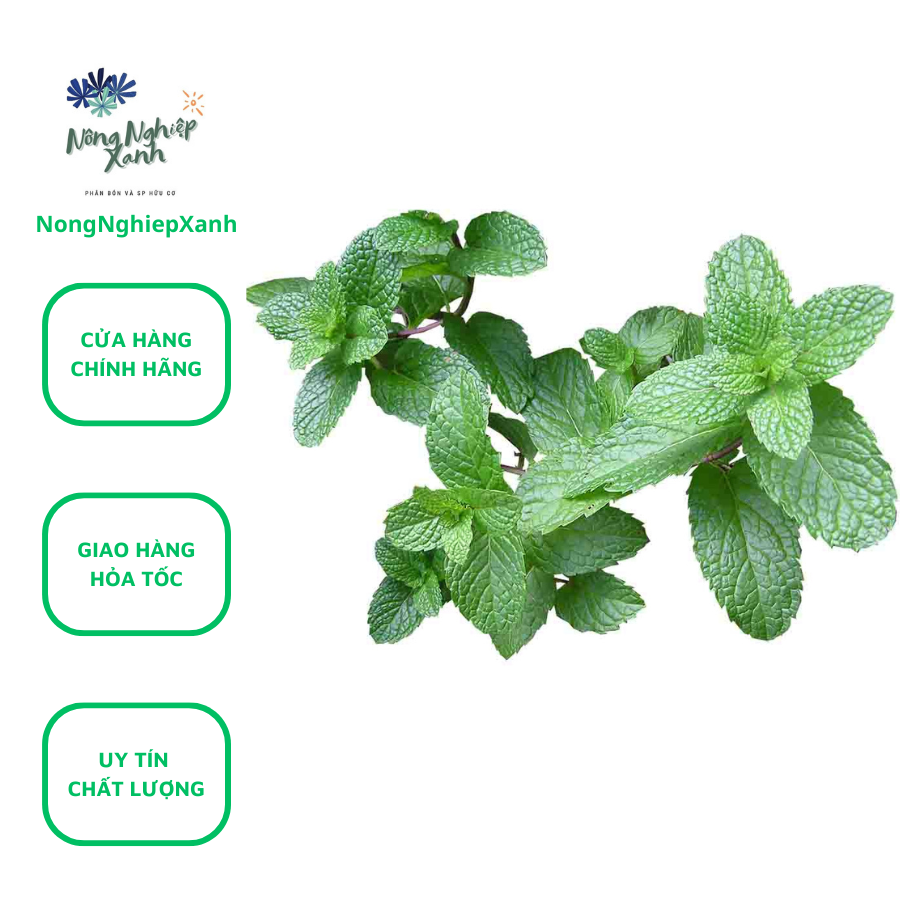 0.1gr package of cleaning thyritte seed-mung manes Souch notonghiepxanh