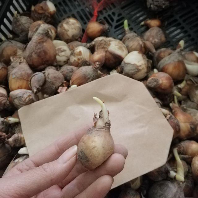 Củ giống hoa thủy tiên( củ nhỏ củ giống)