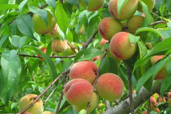 CÂY GIỐNG đào ăn quả( đào mỏ quạ)