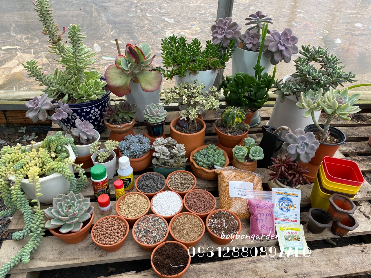 CÂY SEN ĐÁ AEONIUM BA MÀU LÁ DÀI 🌵 ❣   [Chính hãng]⚡ [Ảnh thật] ❤  [FreeShip] ✈  [Có sẵn]