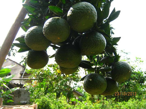 Cây giống Cam Sành. [ Siêu quả, siêu sớm ].