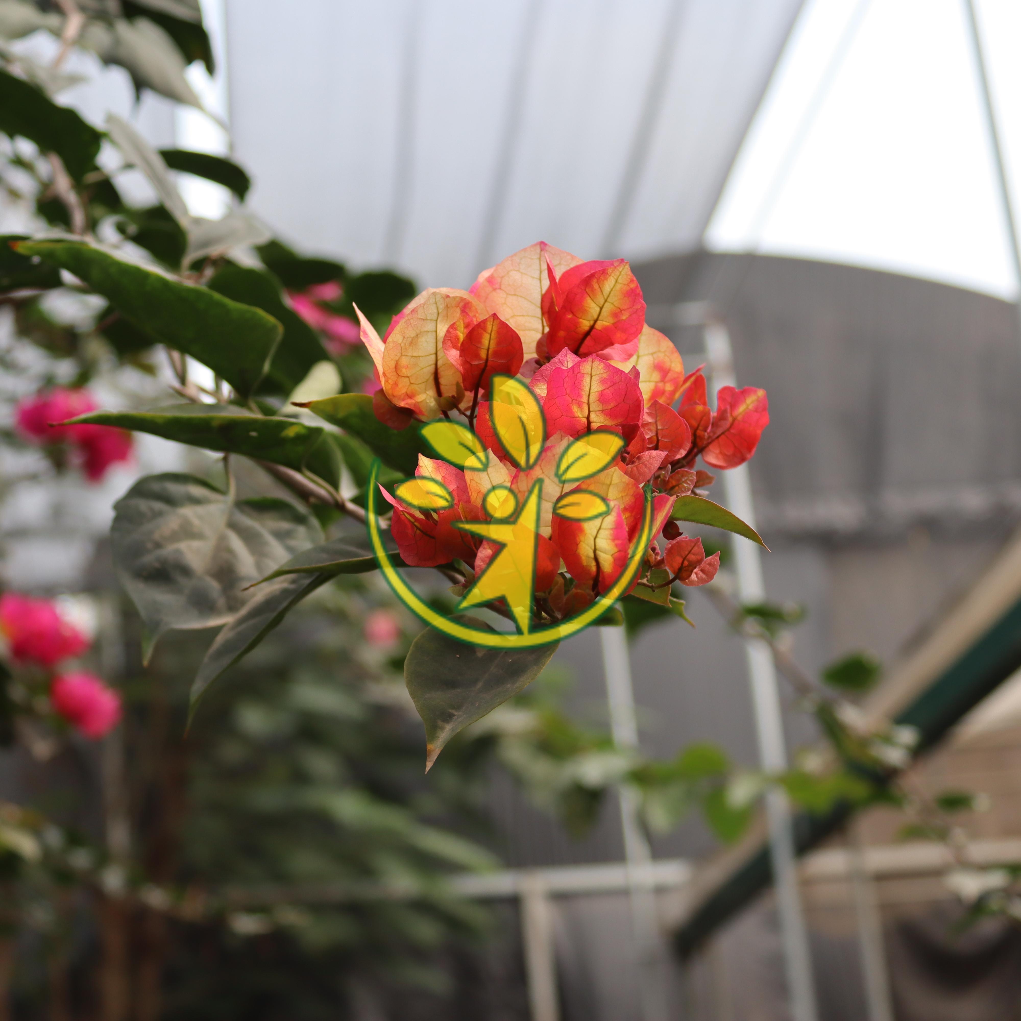 Chậu cây hoa giấy cao 70 - 80 cm chuẩn hàng