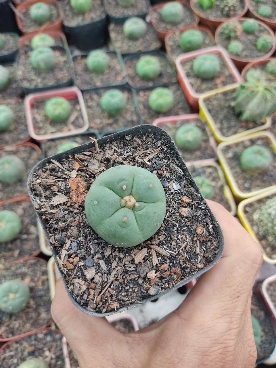Xương rồng LOPO (size cây 3-4 cm)