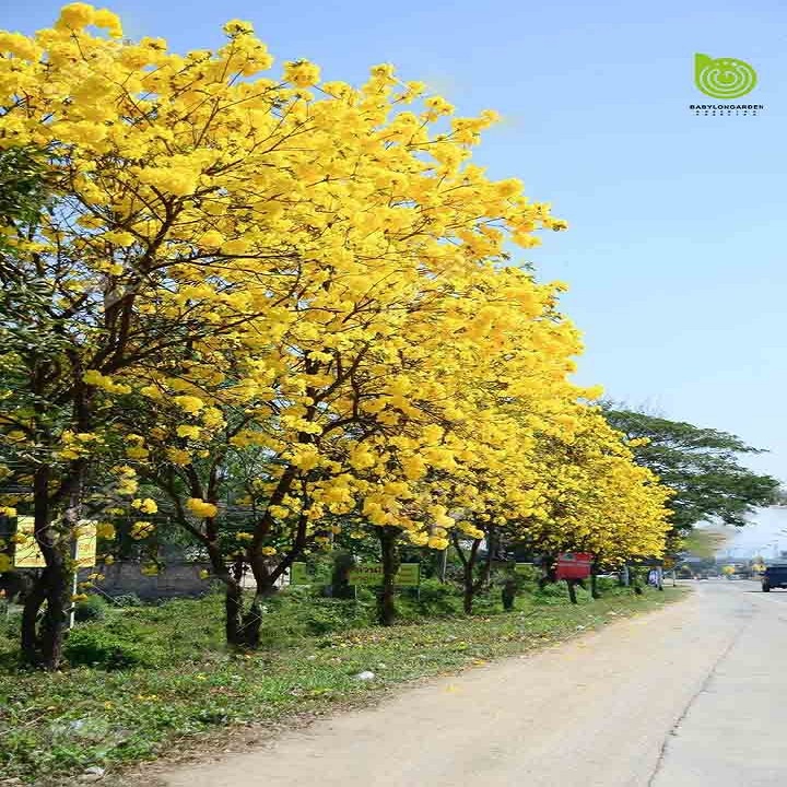BẦU CÂY PHONG LINH VÀNG GIỐNG( CHUỒNG VÀNG NÚI)