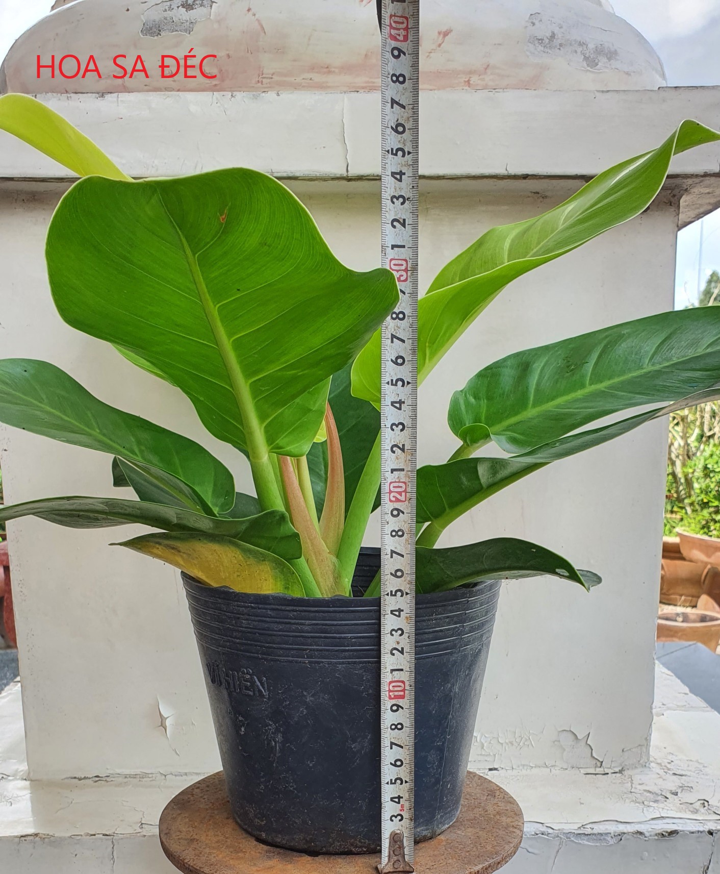 TRẦU BÀ ĐẾ VƯƠNG (MÀU VÀNG)
