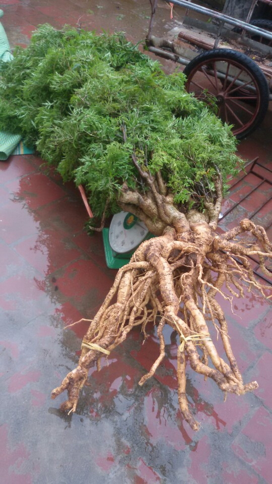 Cây giống Đinh Lăng .