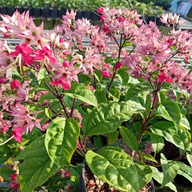 [Cây giống hoa] Ngọc Nữ Đỏ - Trang Flowers