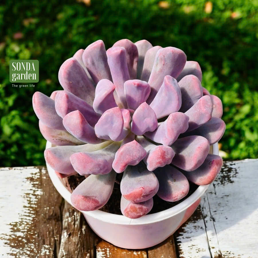 SEN ĐÁ HOA CÚC HỘT SIZE TRUNG BÌNH LỖI 1 ĐỔI 1