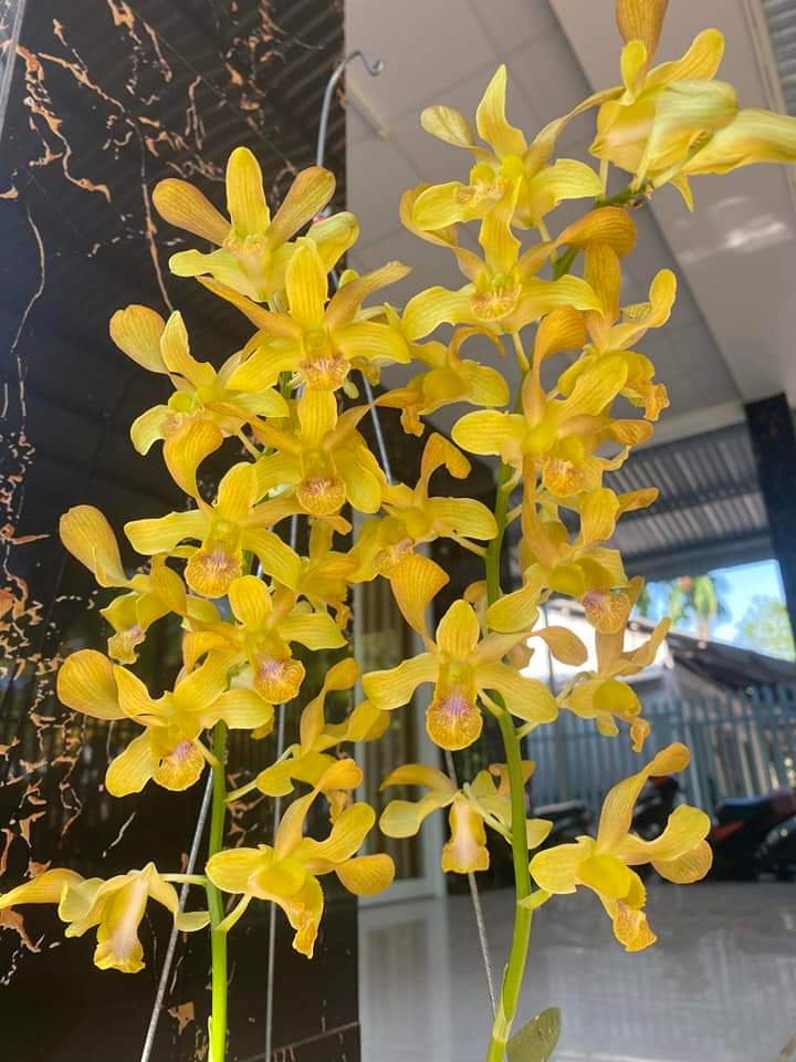 HOA LAN DENRO NẮNG HOÀNG LONG