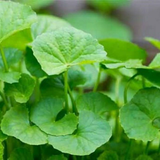 Hạt giống rau má - gói 1gram
