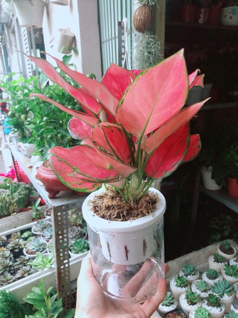 [HCM]Chậu Cây Vạn Lộc Hồng Thuỷ Sinh
