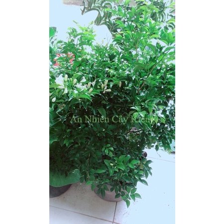 Cây Nguyệt Quế Lớn Hàng Đẹp