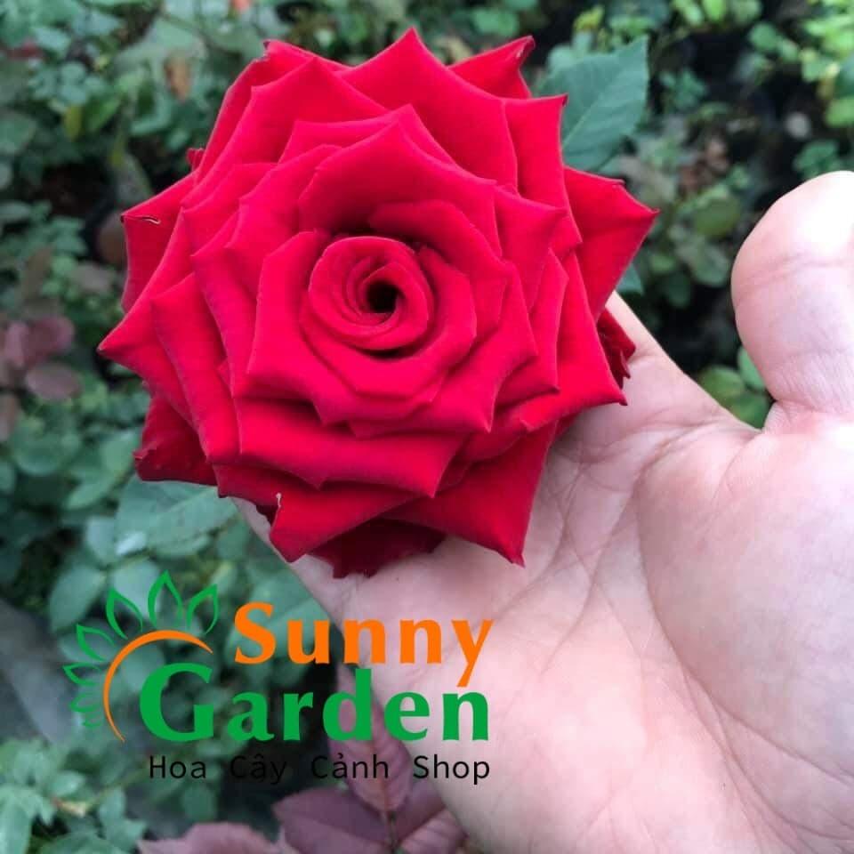 Hồng nhung hà lan - chậu hoa hồng