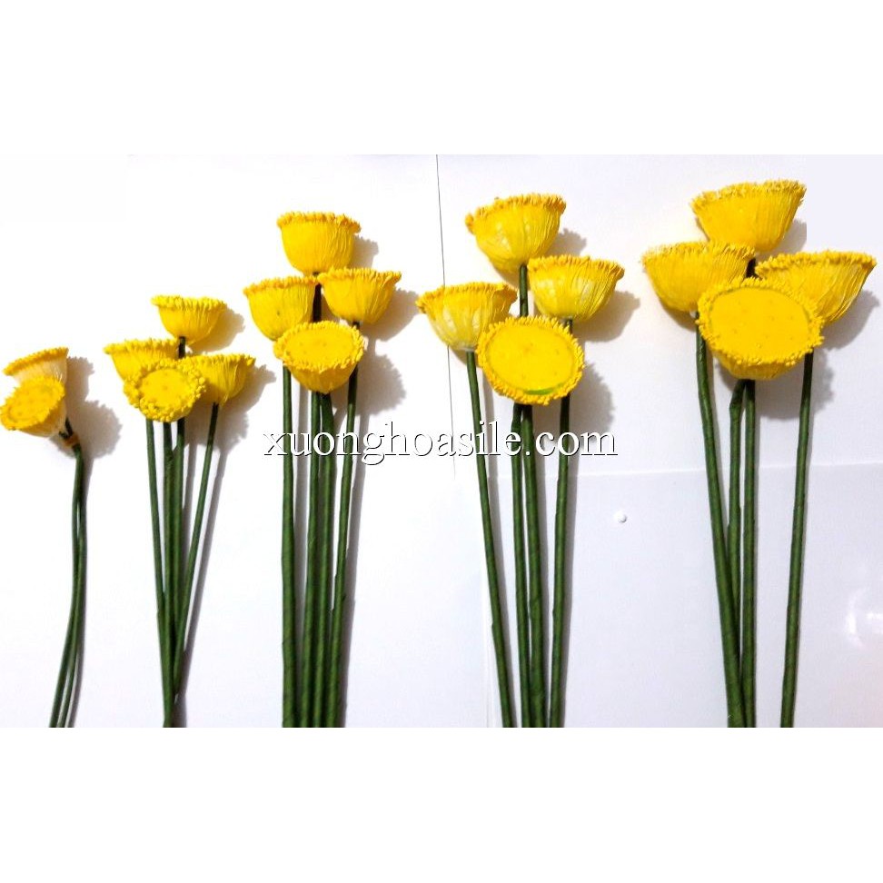 [HCM]NHỤY SEN NHỊ SEN