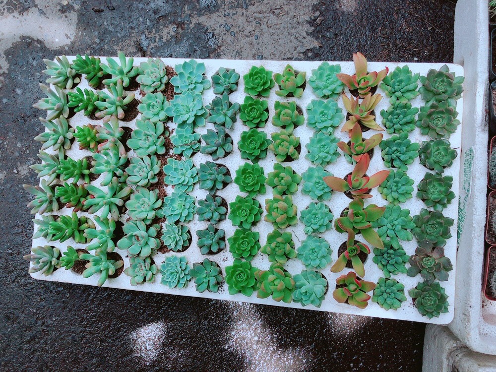Combo 10 cây sen đá vỉ ngẫu nhiên
