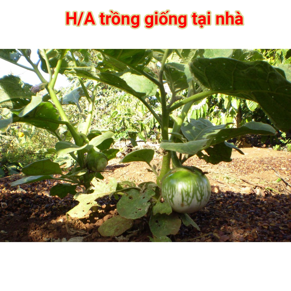 Hạt Giống Cà Bát Xanh F1 - 5Gr
