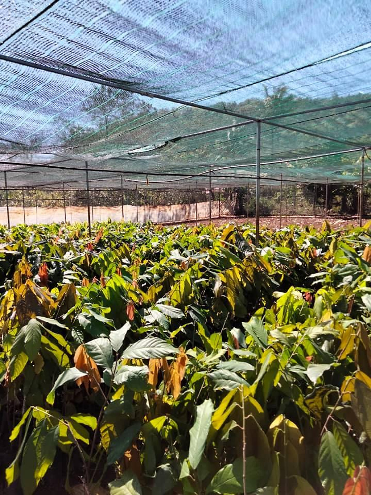 Cây giống Ca Cao ( cho trái sớm)