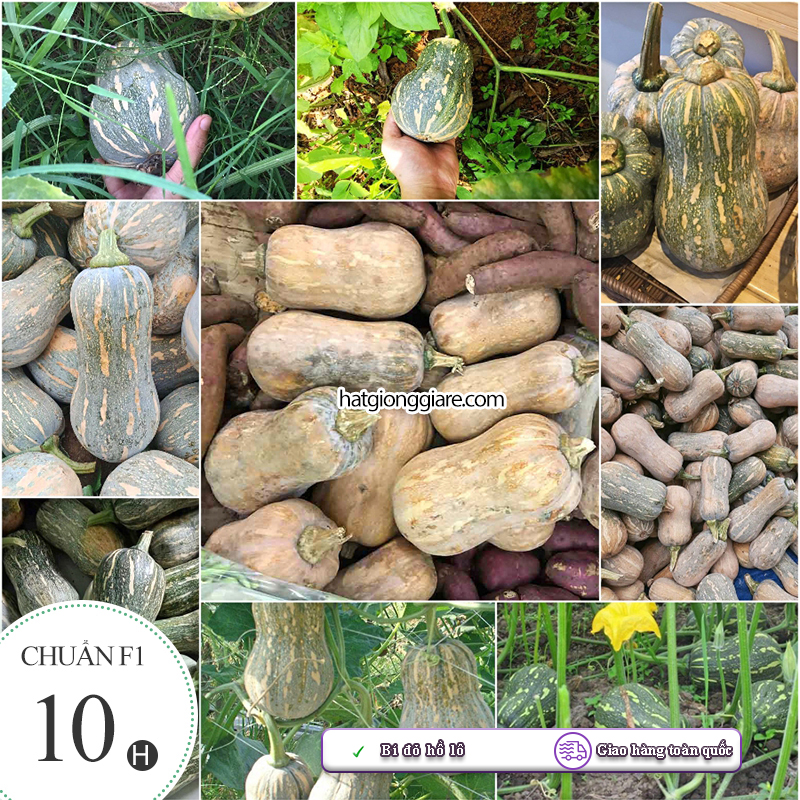 Hạt giống bí hồ lô tn6 trang nông gói 2gram