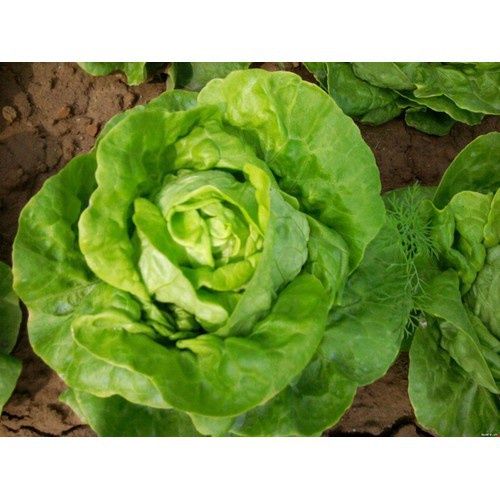 Hạt giống xà lách Búp - Gói 2 gram