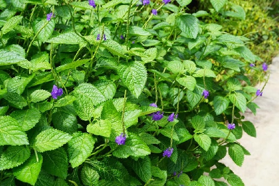 Hạt giống cây đuôi chuột (mạch lạc) - Gói 100 hạt