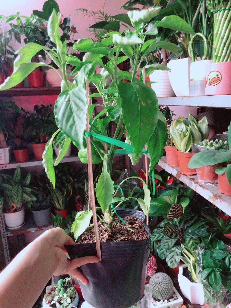 Cây Ớt Chuông
