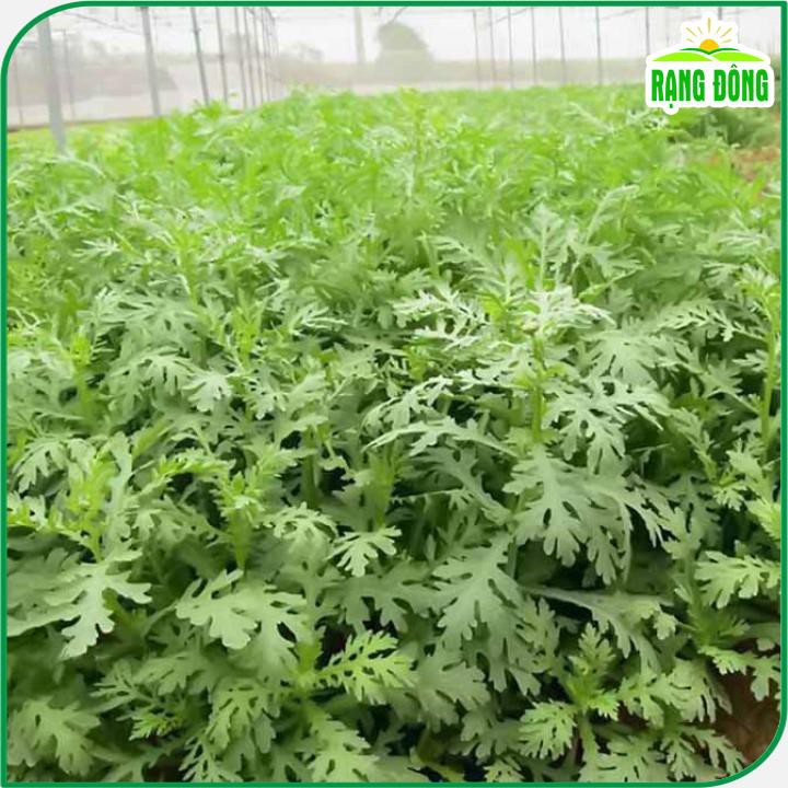 Hạt giống Rau Tần Ô 123 ít sâu bệnh, trồng quanh năm