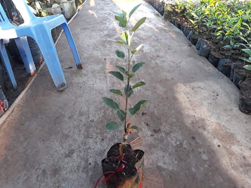 Cây Táo Đỏ Lùn F1,cây chất lượng