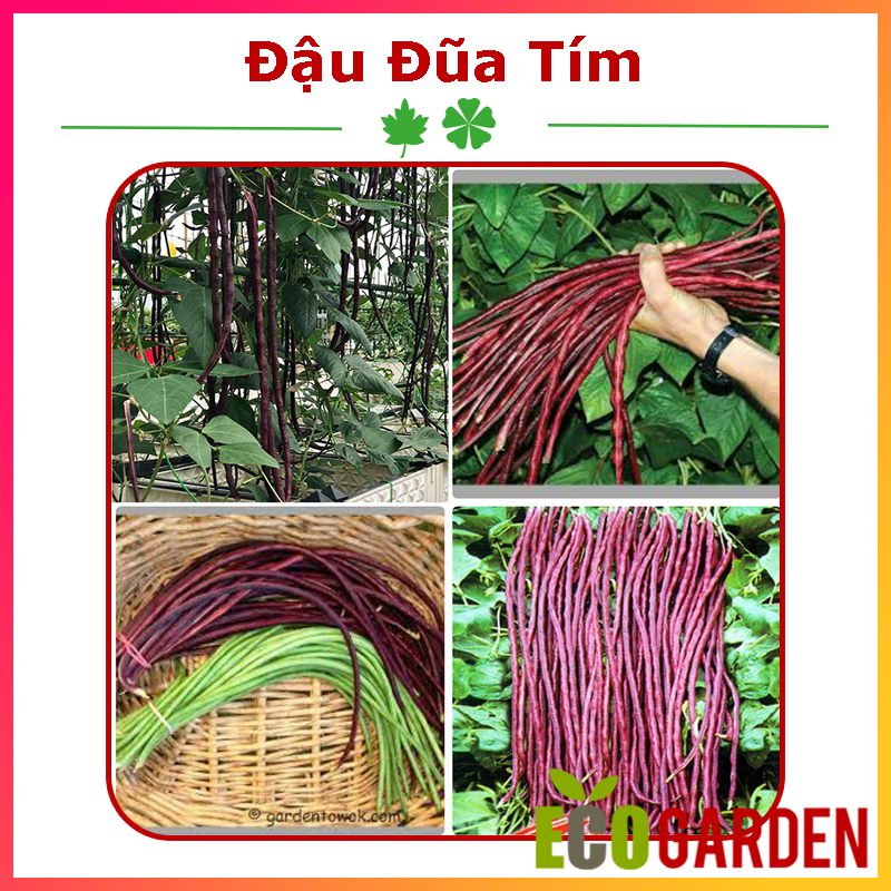 Hạt Giống Đậu Đũa Tím (ECO.157)