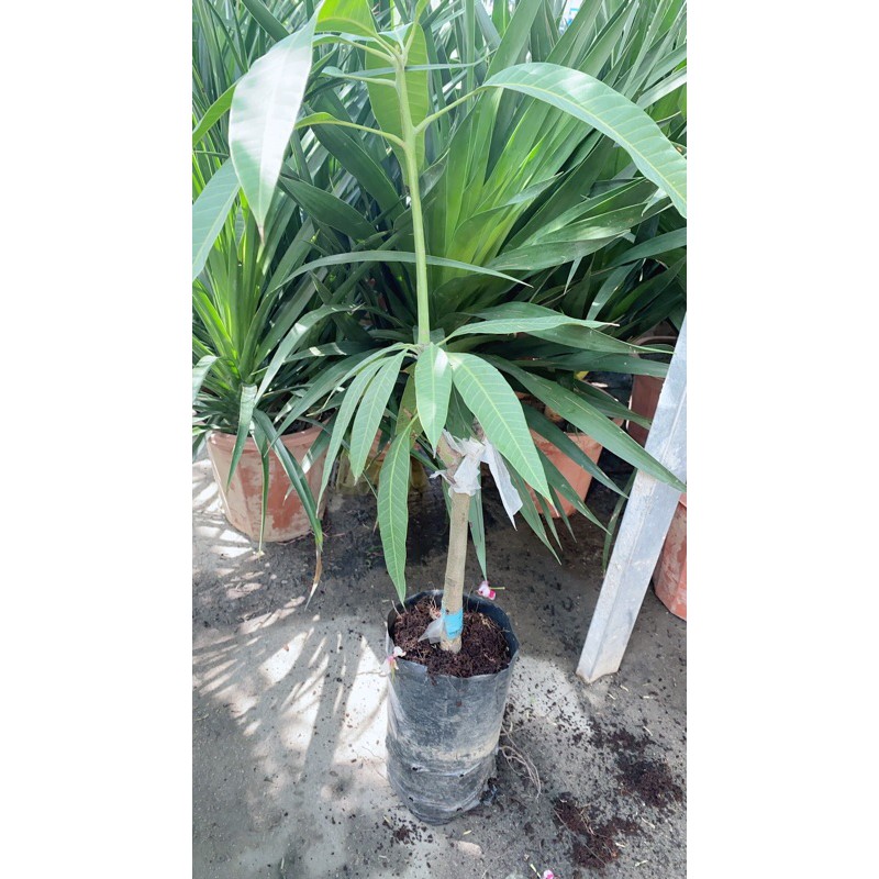 Cây Xoài Giống Cát Hoà Lộc