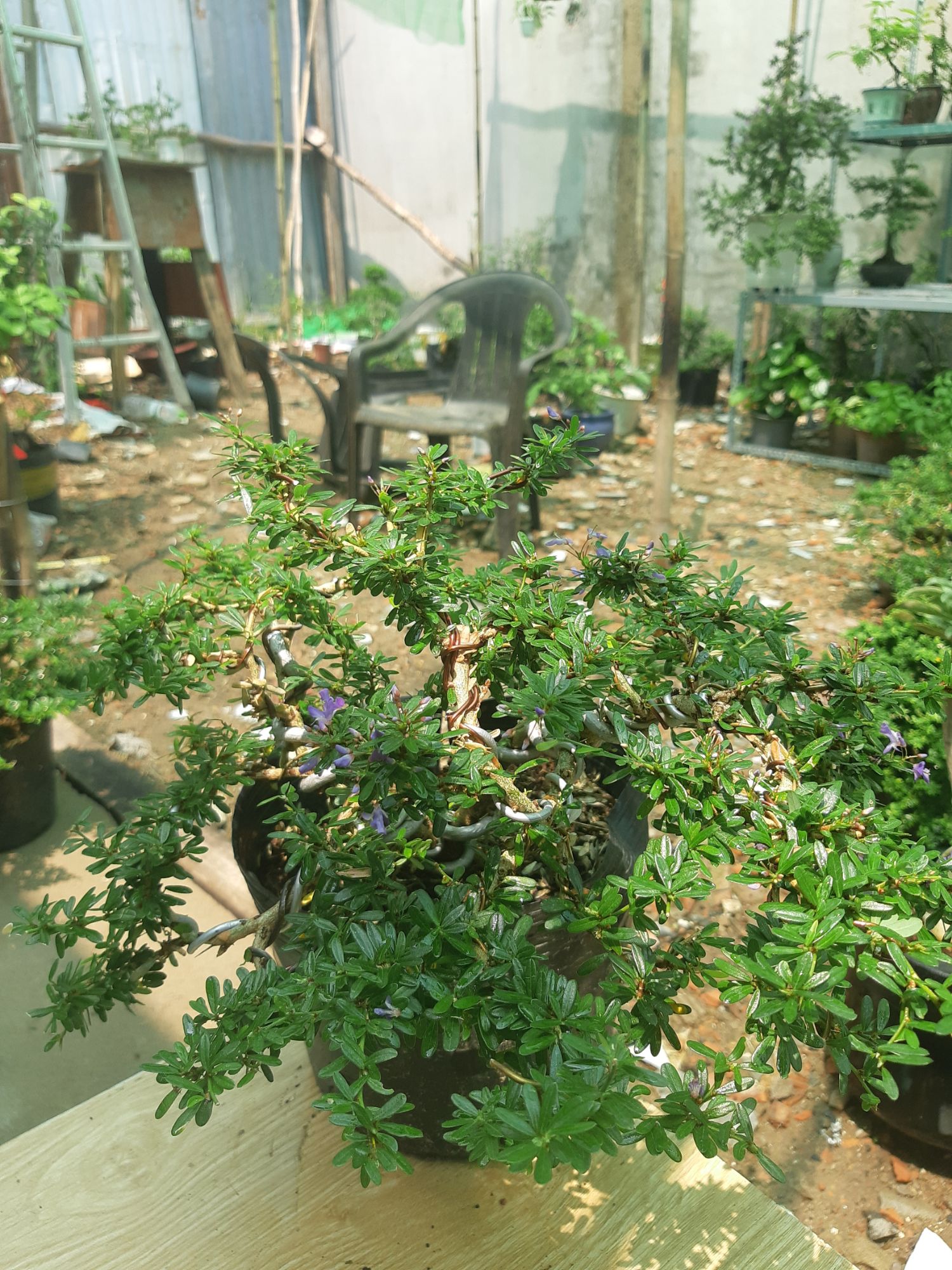 Linh sam86 BÔNG TÍM dáng BONSAI