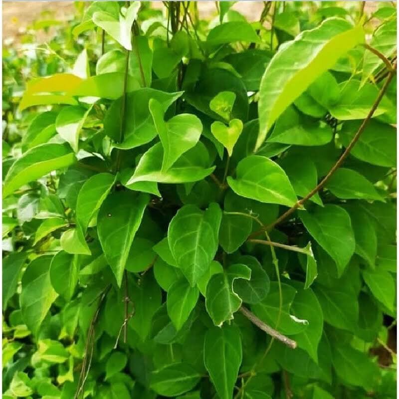 Hạt Giống Lá Giang