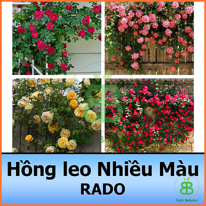 Hạt Giống Hoa Hồng Leo Mix Nhiều Màu 10Hạt Dễ Trồng