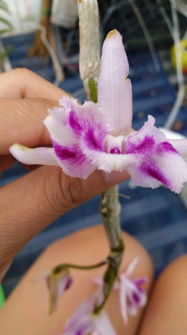 Phi điệp 6 mắt hàng gieo hạt đã sổ bói tại vườn