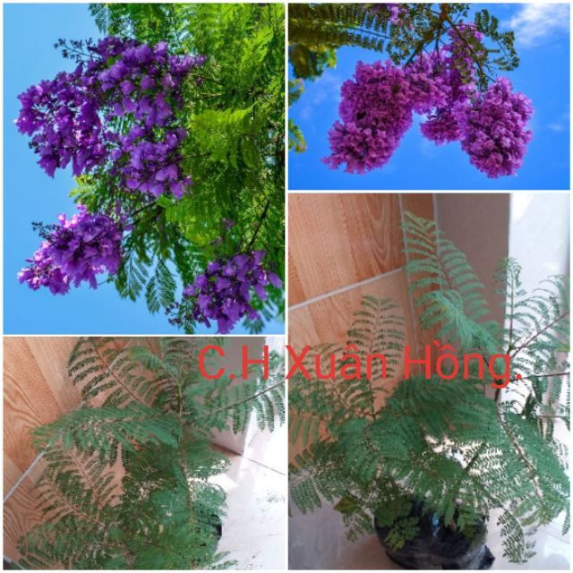 Combo 2 Cây phượng tím