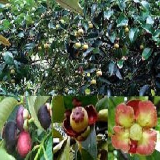 Cây giống măng cụt- Trái cây đặc sản- Hoa kiểng Nguyễn Lộc