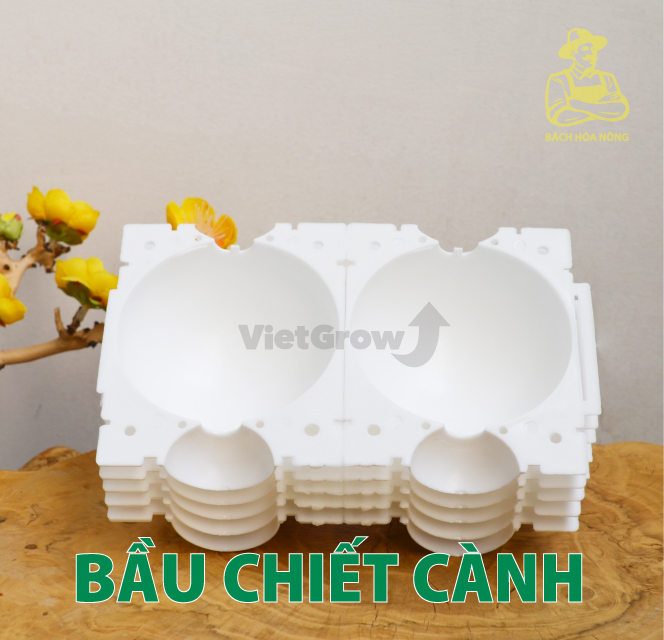 [HCM]Combo 5 Bầu chiết cành Croco - Size M (8cm), Màu Trắng