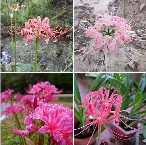 Củ giống hoa bỉ ngạn hoa màu hồng  1 củ